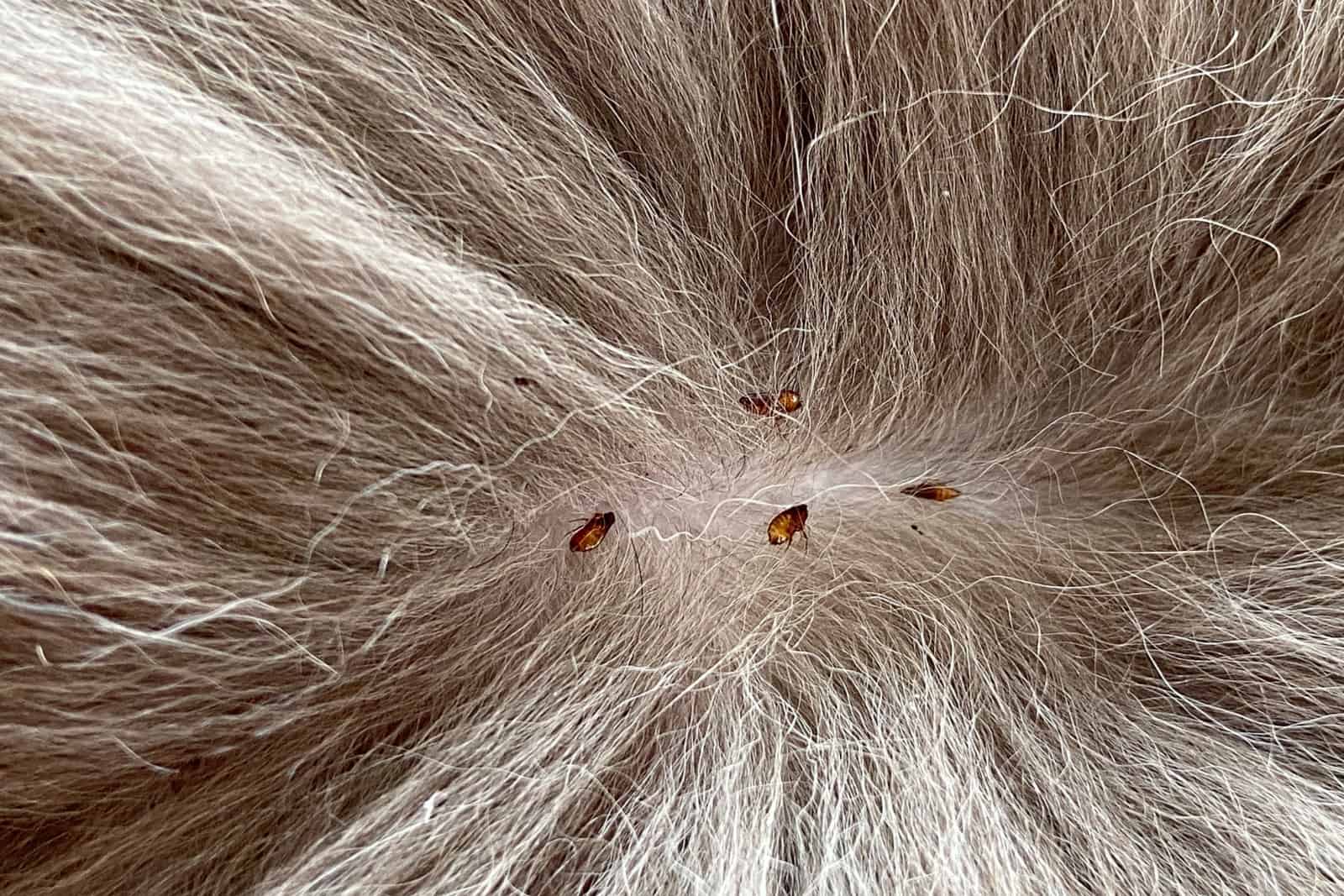 Fleas sucking on cat skin
