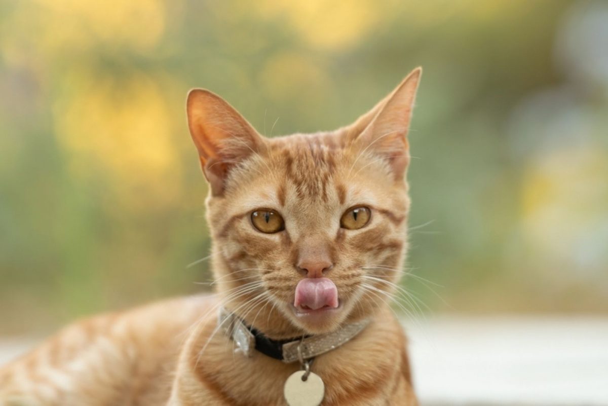 Why Do Cats Stick Their Tongues Out 18 Interesting Reasons