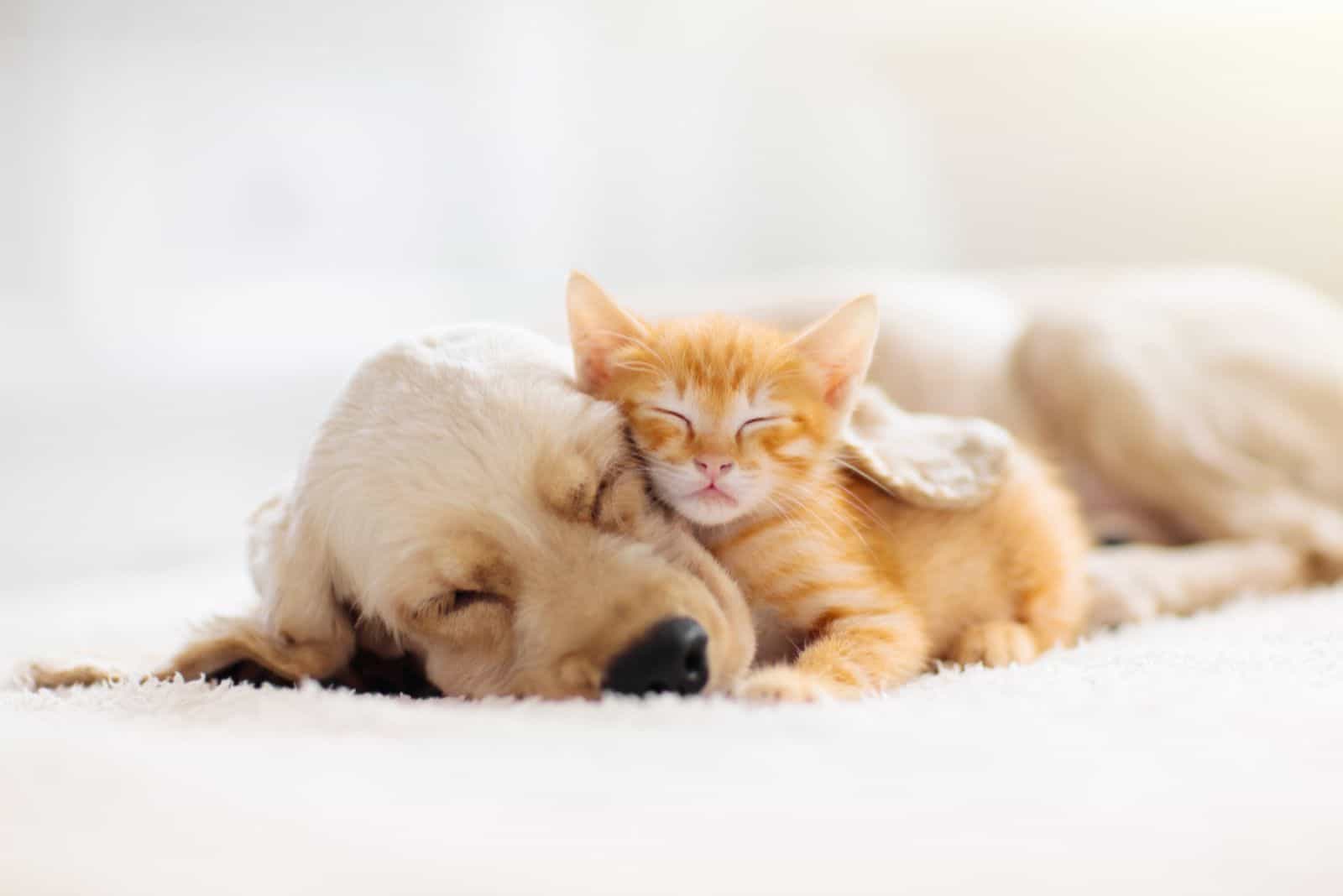 Golden Retriever sleeping with cat on the floor