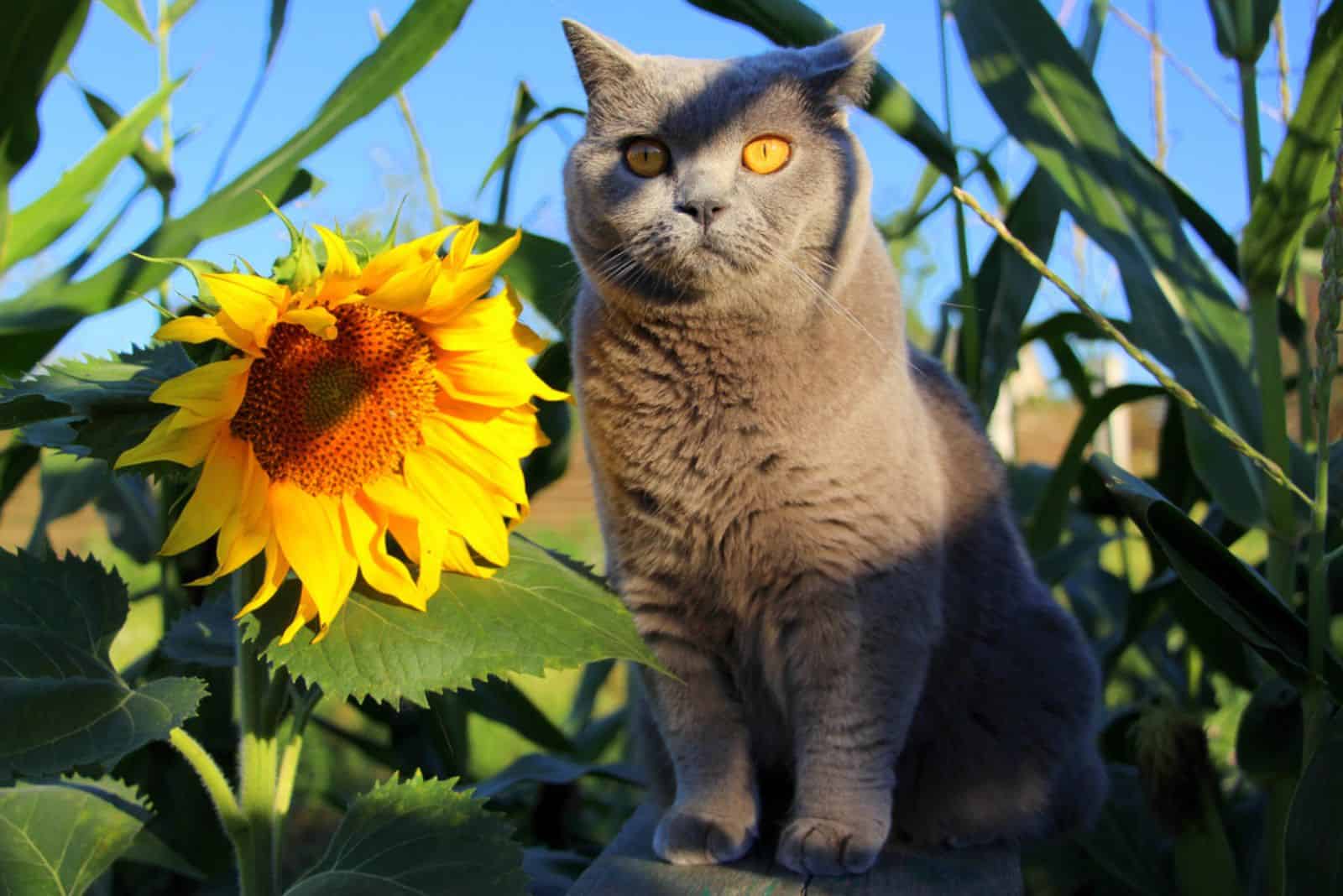 Gray cat in a field of real sunflowers