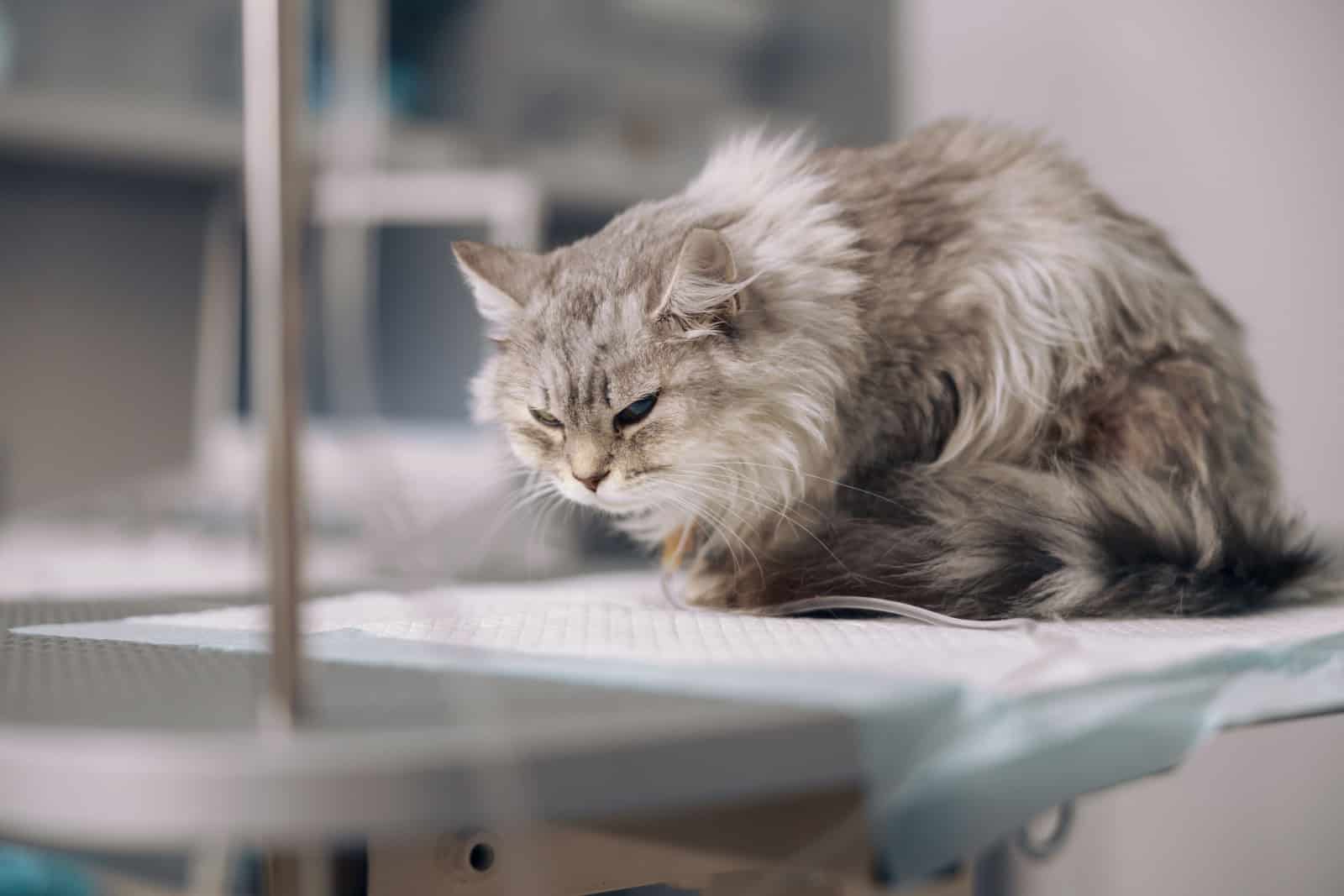 Grey cat on intravenous infusion suffers from pain on table