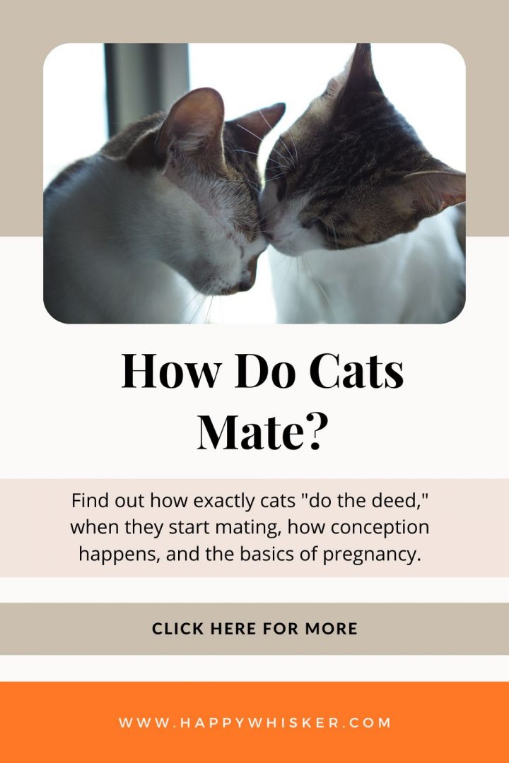 How Do Cats Mate? A Full Guide To Feline Reproduction