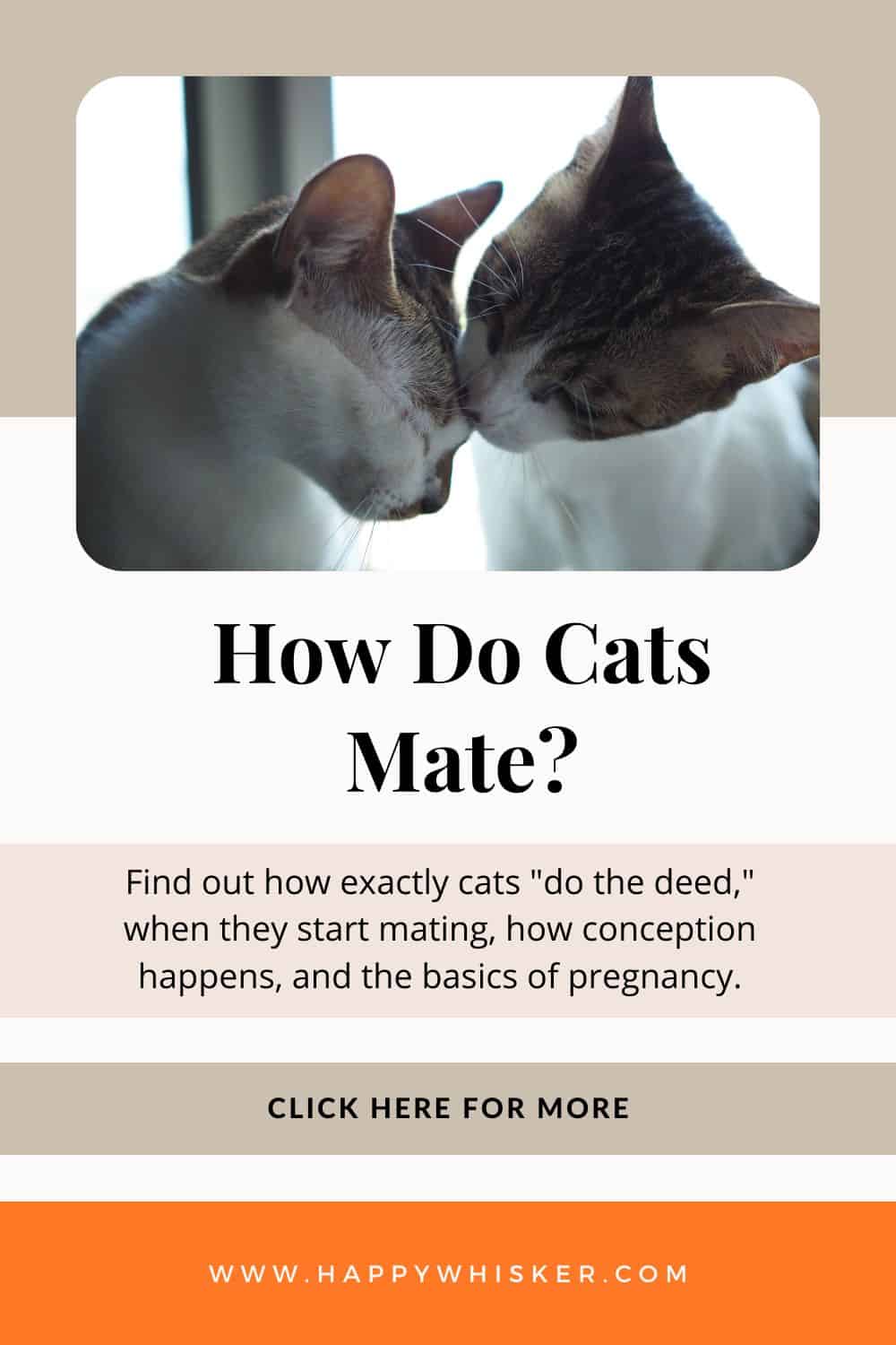 How Do Cats Mate A Full Guide To Feline Reproduction