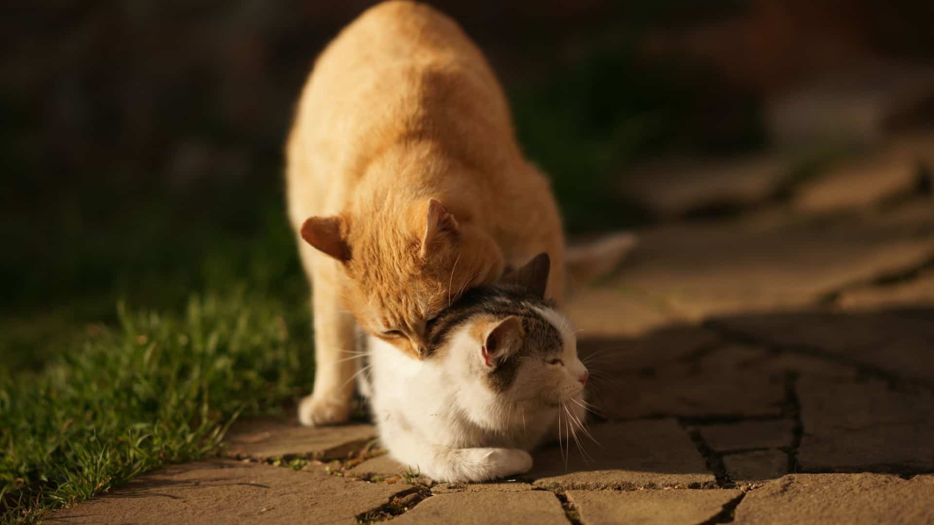 cats mating