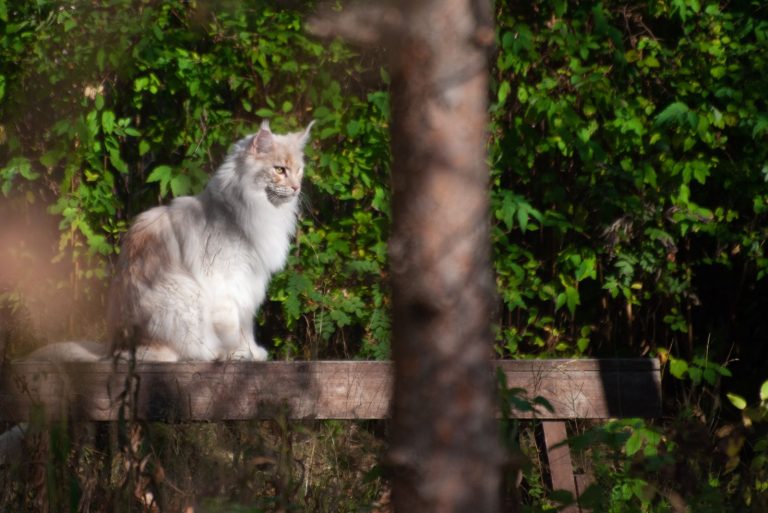 an adorable cat is standing on a tree