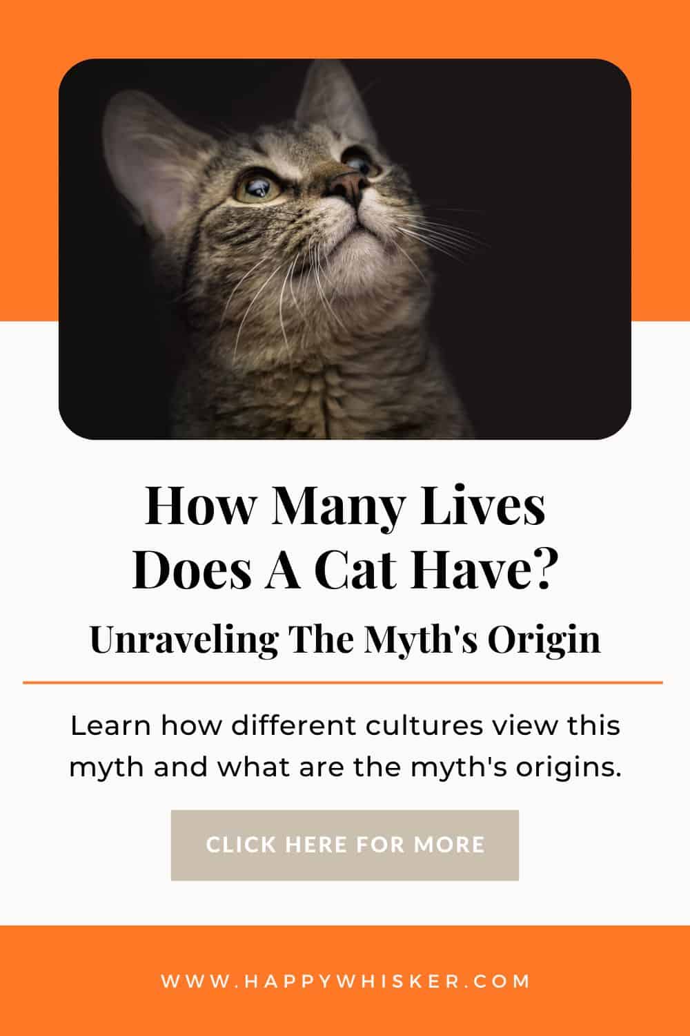 How Many Lives Does A Cat Have Unraveling The Myth's Origin Pinterest