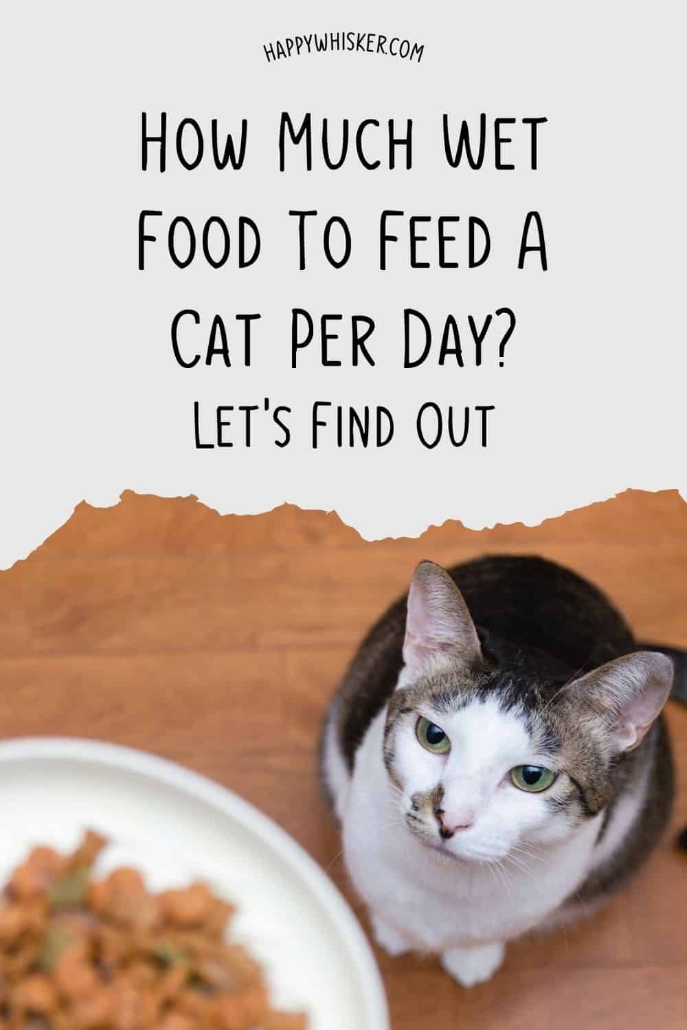  How Much Wet Food To Feed A Cat Per Day Let's Find Out Pinterest