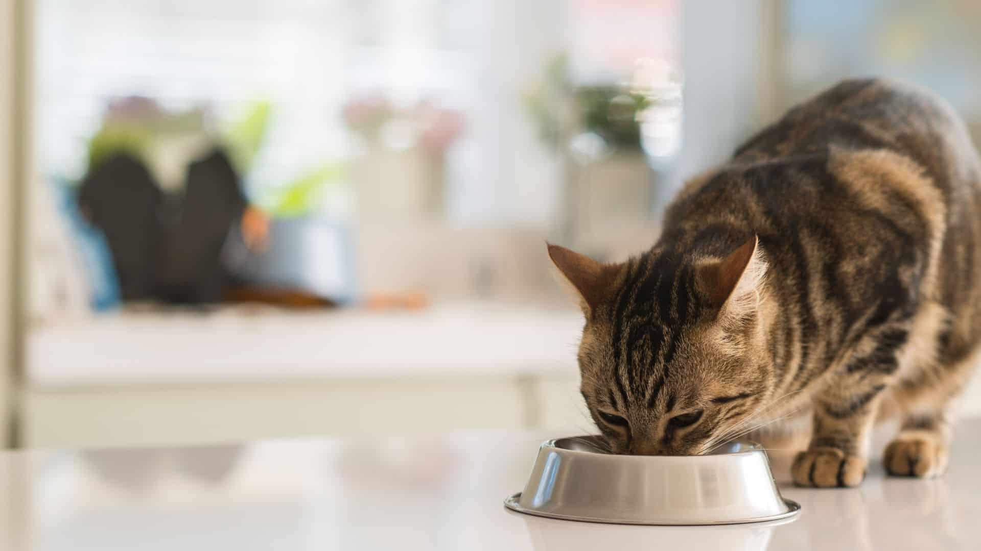the cat eats food from the bowl