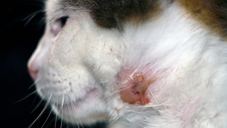 Ruptured Cat Abscess