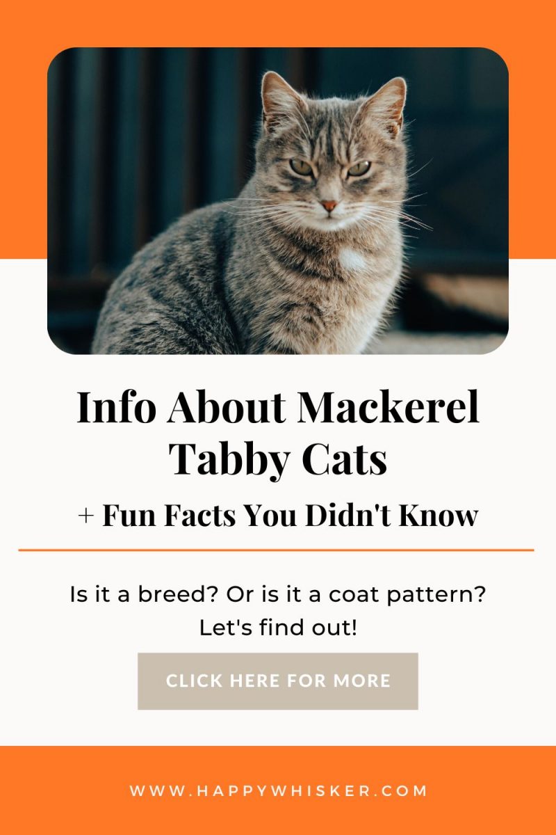 Info About Mackerel Tabby Cats + Fun Facts You Didn't Know