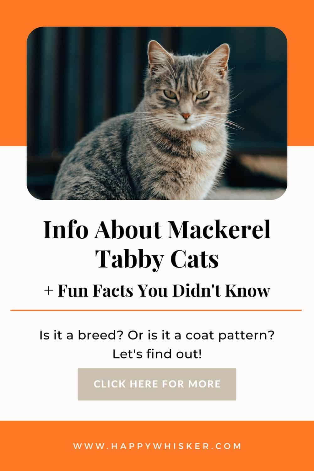 Info About Mackerel Tabby Cats + Fun Facts You Didn't Know Pinterest