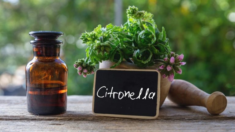 Citronella geranium essential oil glass bottle on wooden table