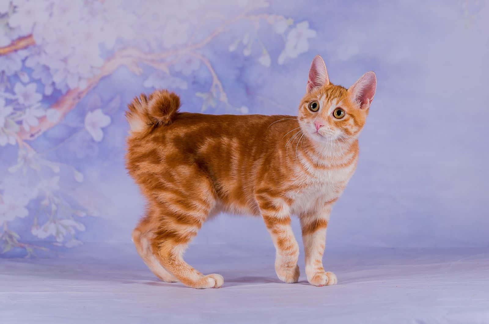 Japanese Bobtail