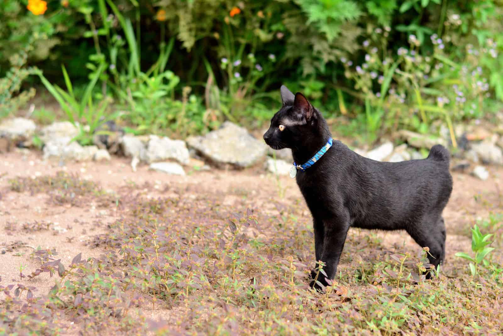 Japanese Bobtail