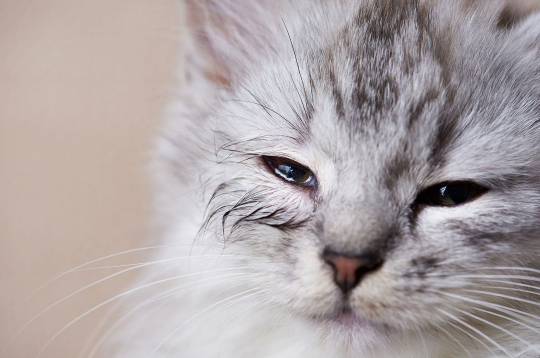 Causes Of Kitten Eye Infections + Treatment Options
