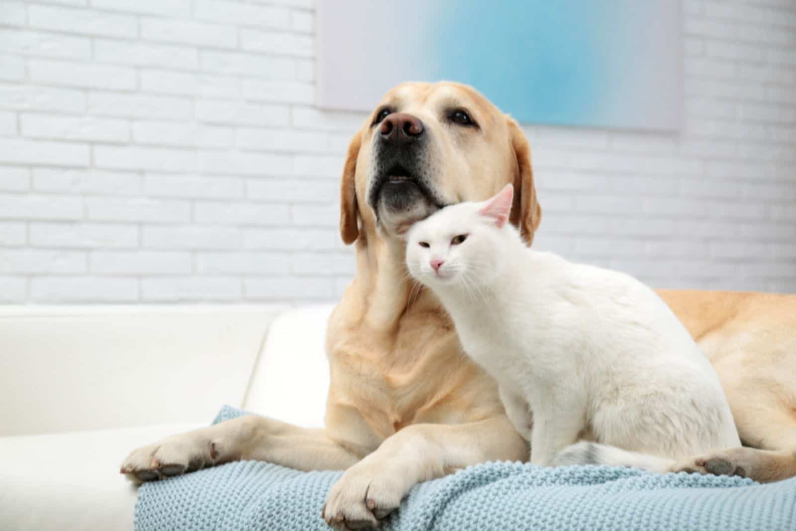 Labrador Retriever with cat