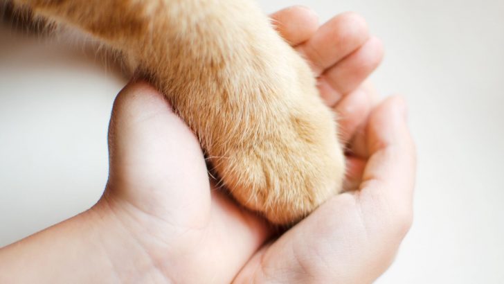 Limb Deformity In Bow Legged Cats – How To Help Your Kitty