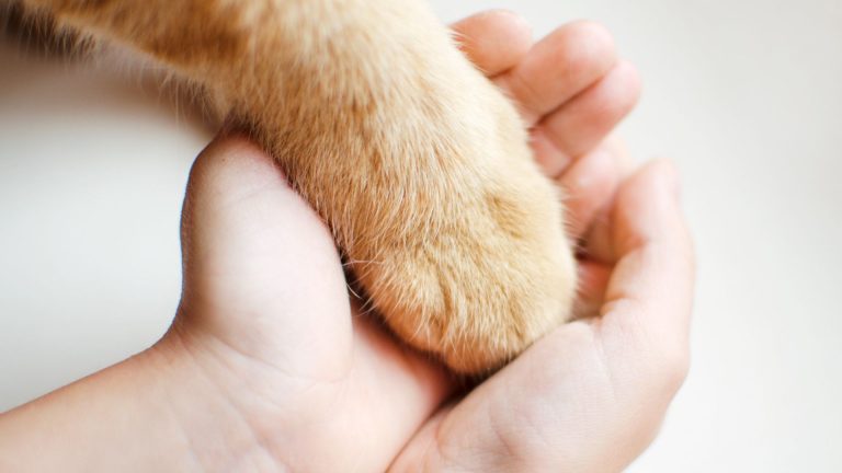 child holding cat's paw in hands