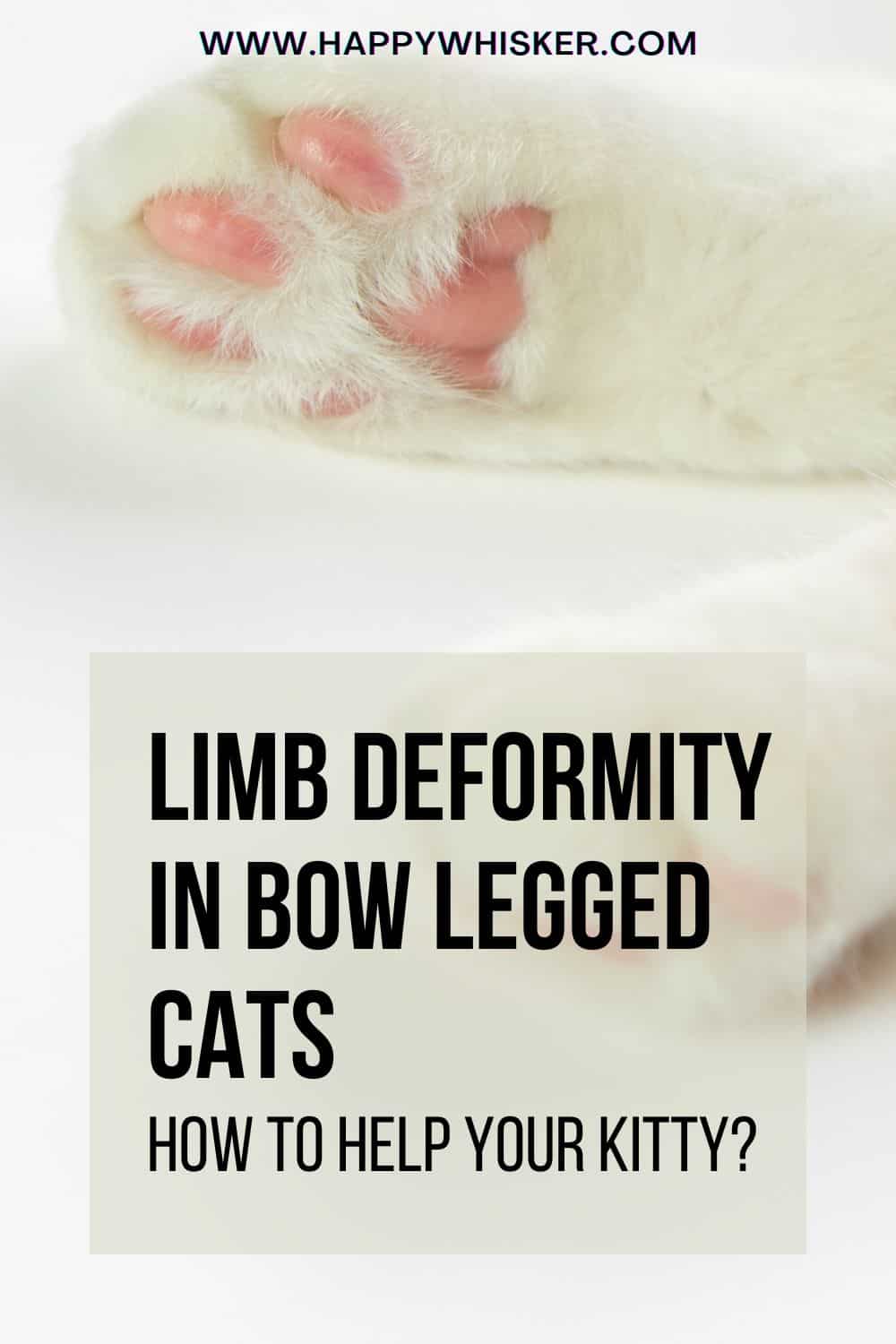 Limb Deformity In Bow Legged Cats - How To Help Your Kitty Pinterest