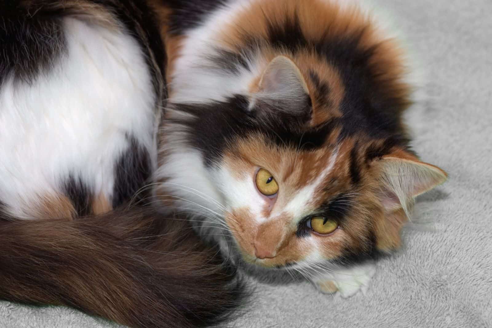 Long-haired Calico Cat