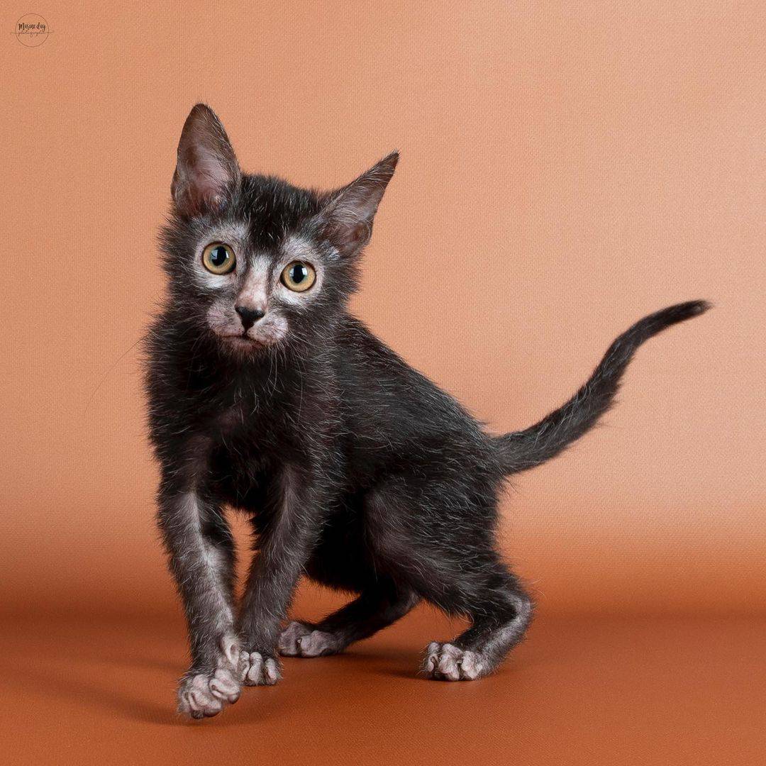 Lykoi Cat posing for camera with orange background