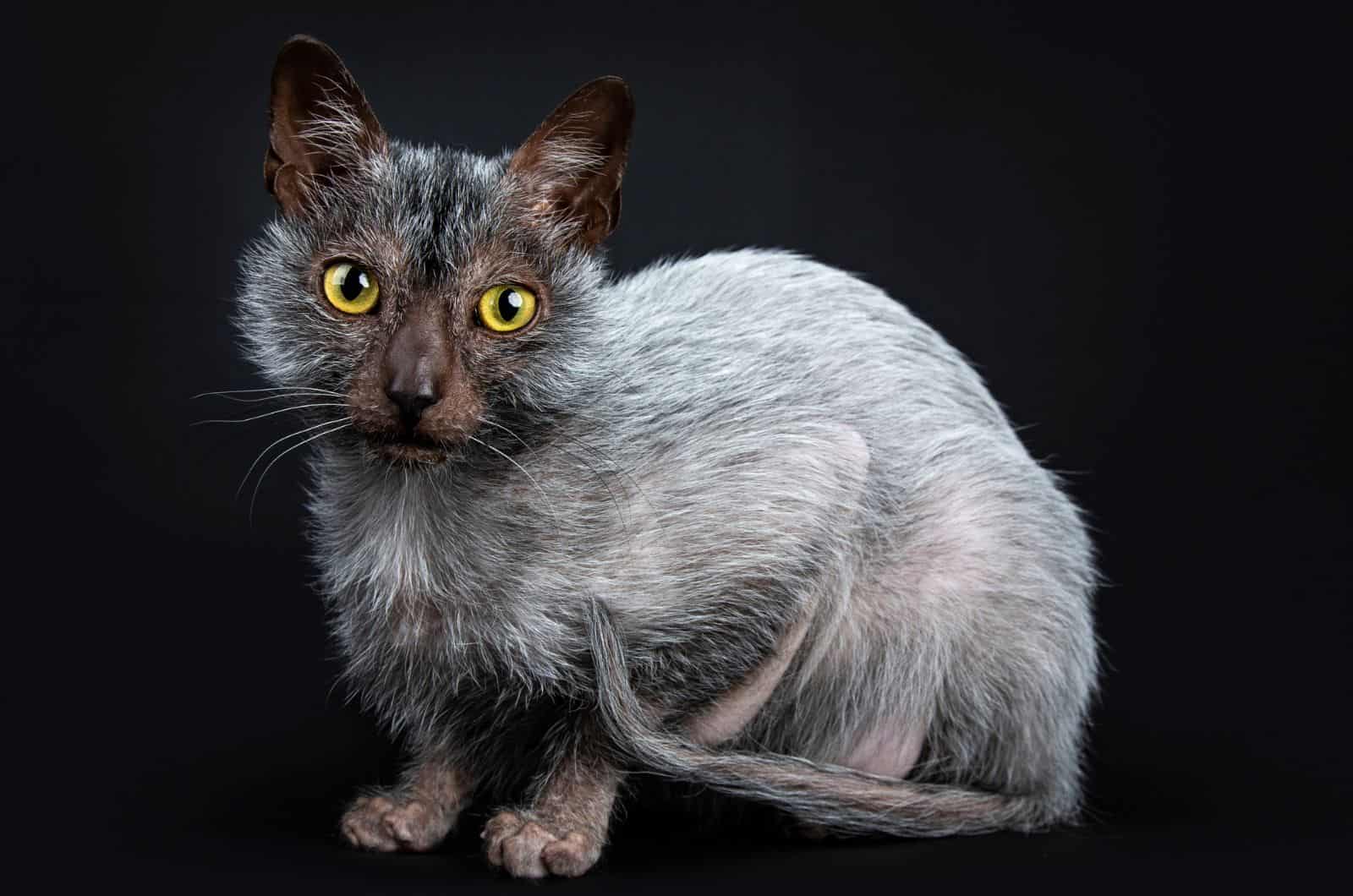 Lykoi Cat posing in studio