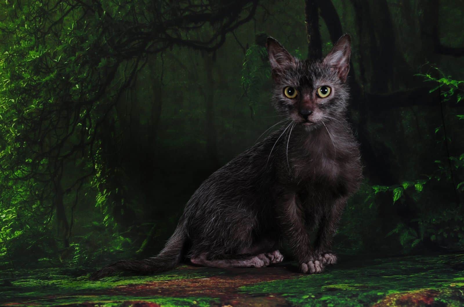 Lykoi Cat sitting in nature posing for camera