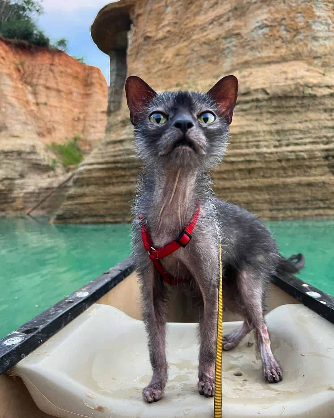 Lykoi cat posing for camera