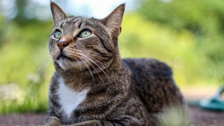Info About Mackerel Tabby Cats + Fun Facts You Didn’t Know