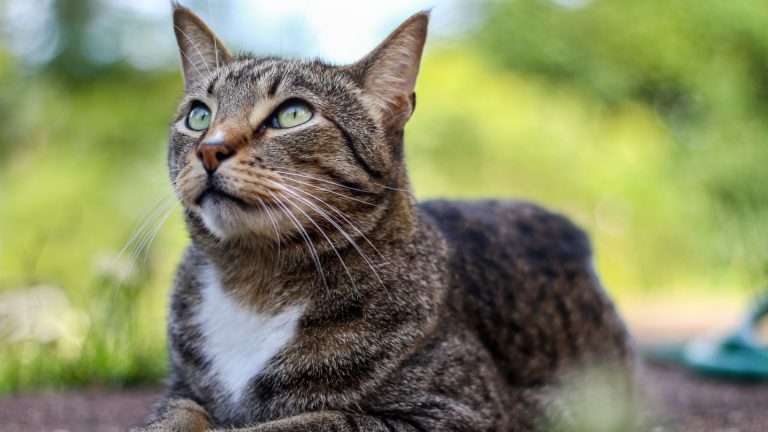 Mackerel Tabby Cats lie down and look at the sky