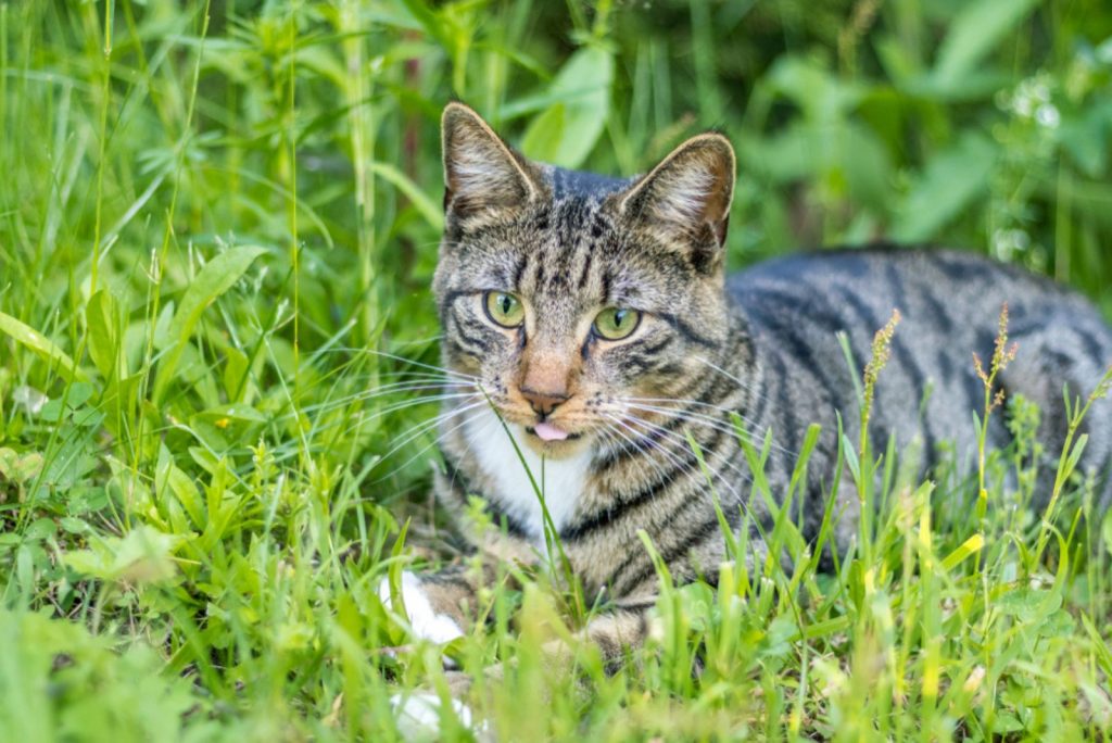 Info About Mackerel Tabby Cats + Fun Facts You Didn't Know