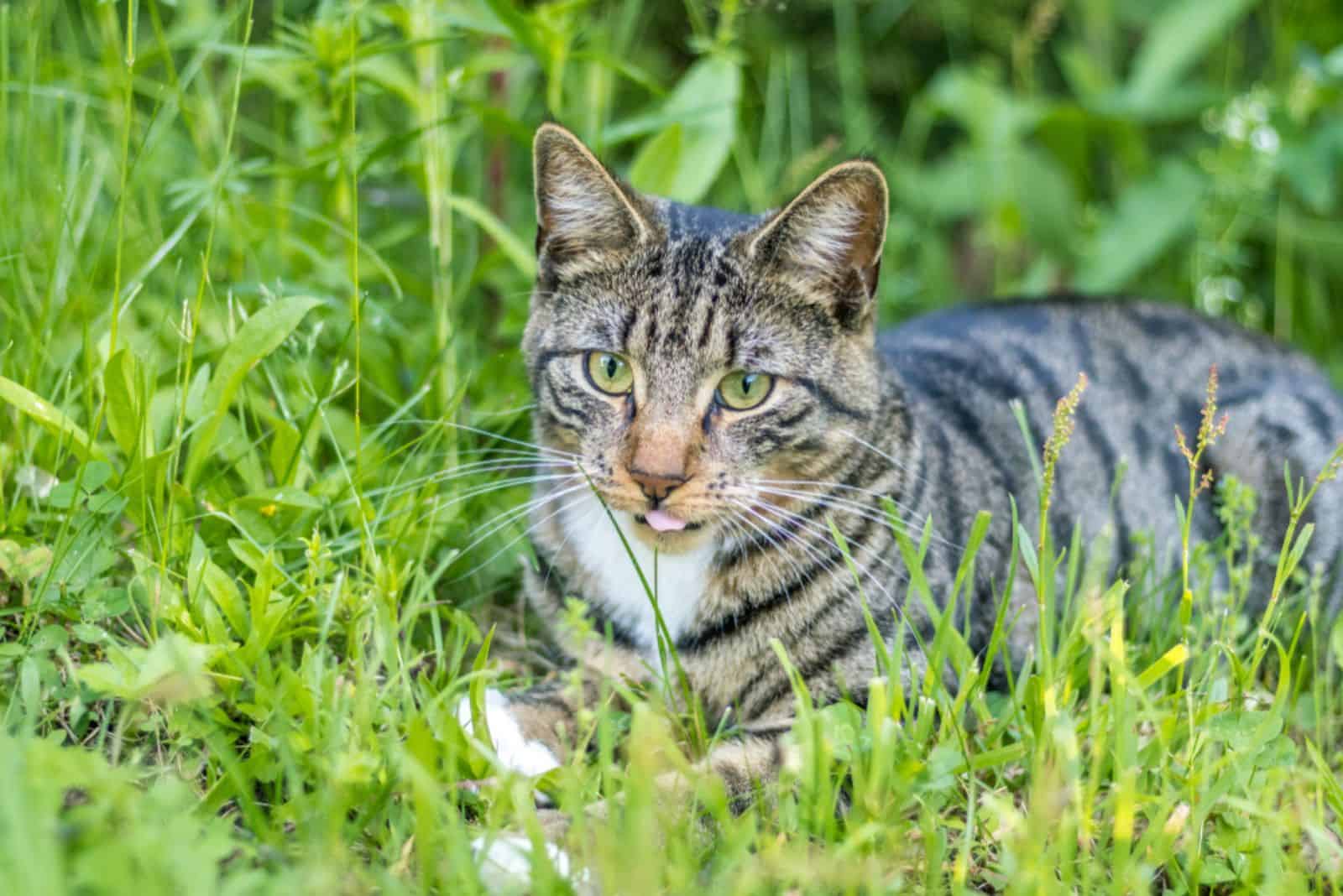 Mackerel Tabby Cats lying in the grass