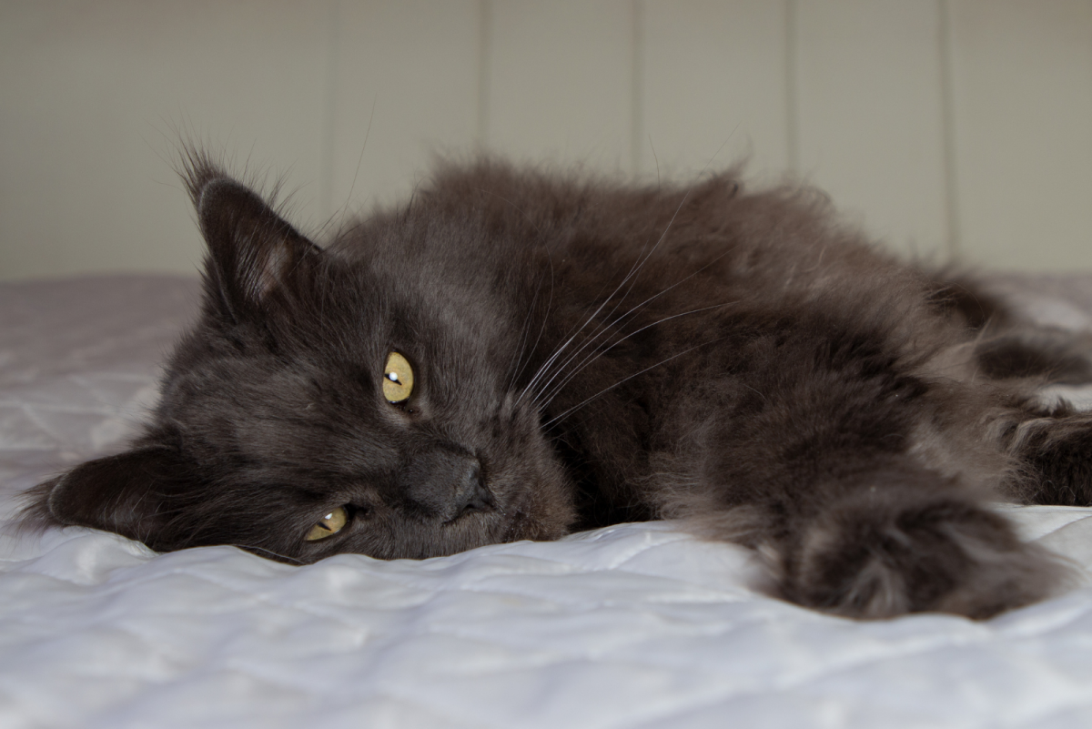 Do Hypoallergenic Black Cats Exist? Assessing 22 Cat Breeds