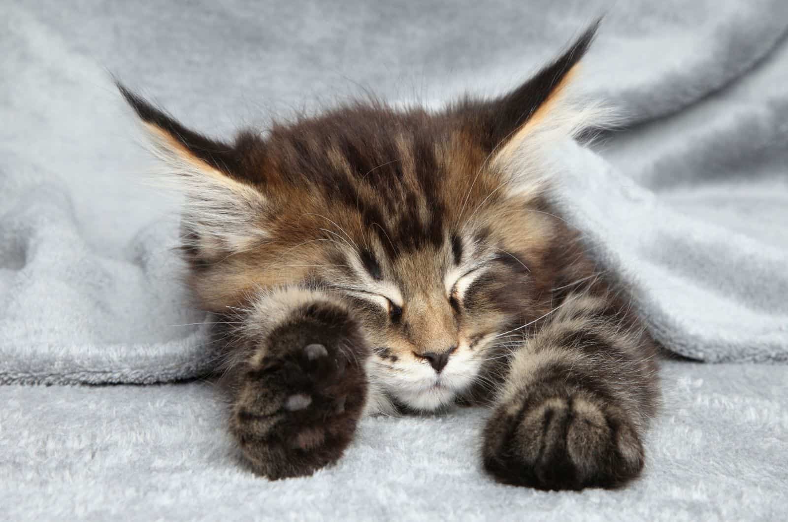 Maine Coon kitten sleep under blanket