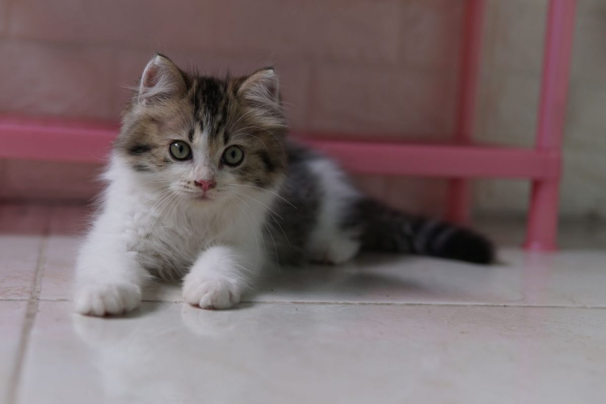 Different Types Of Calico Cats + Pictures & Facts