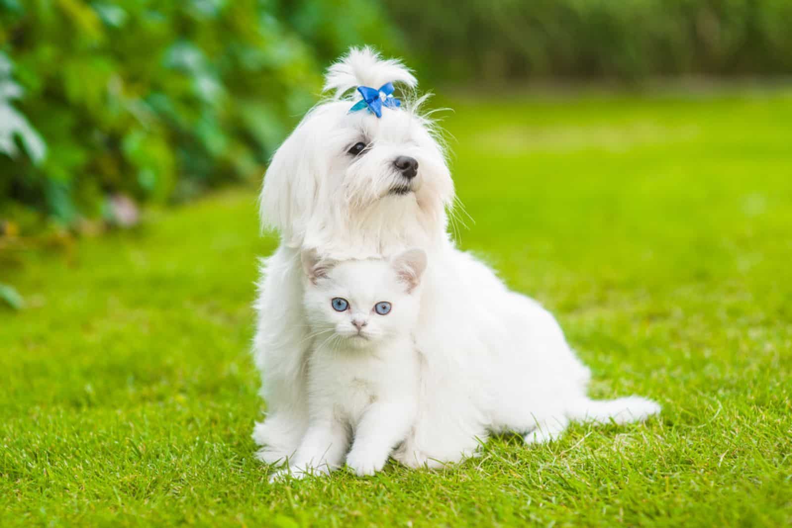 Maltese with cat on the grass
