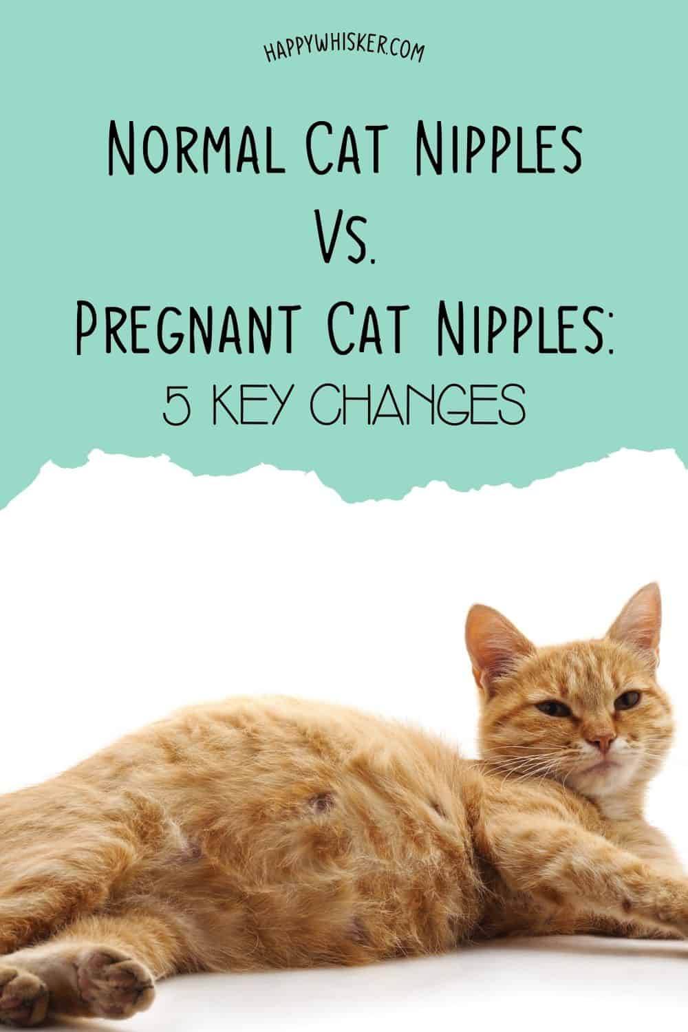 Normal Cat Nipples Vs. Pregnant Cat Nipples Pinterest