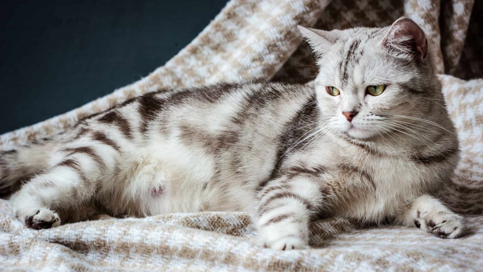 pregnant cat