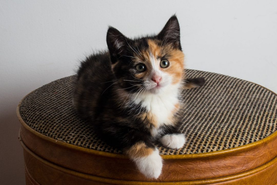 Different Types Of Calico Cats + Pictures & Facts