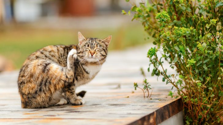 <strong>PetArmor Vs. Frontline: Which Cat Flea Treatment Is Better?</strong>