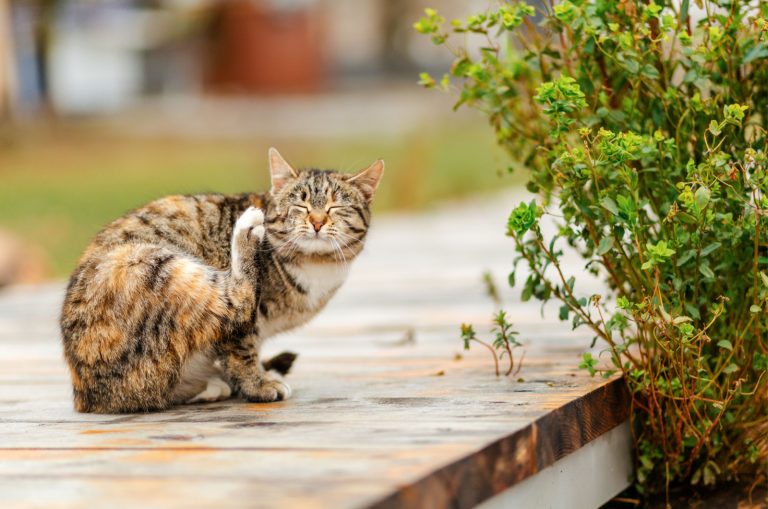 cat scratching an itch