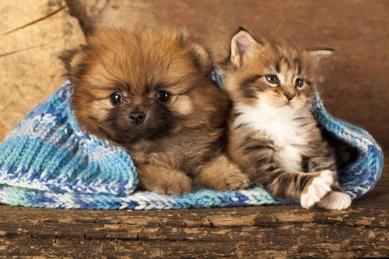 Pomeranian with cat