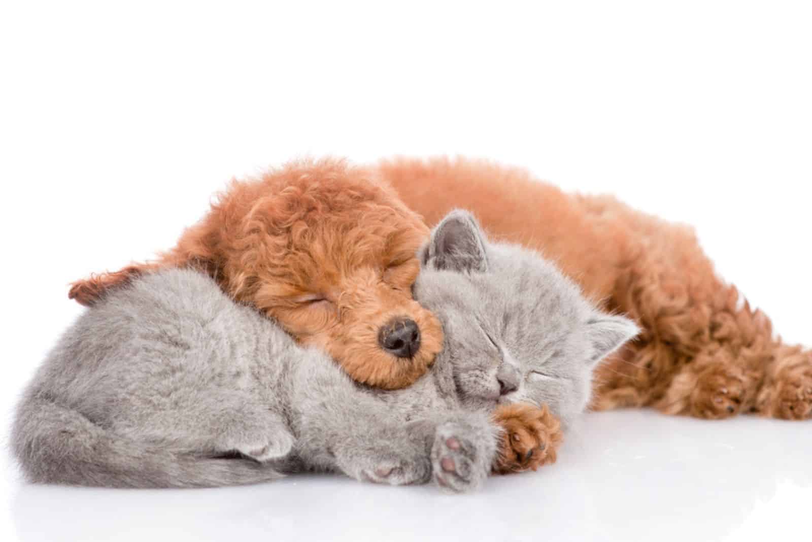 Poodle puppy and tiny kitten sleeping together