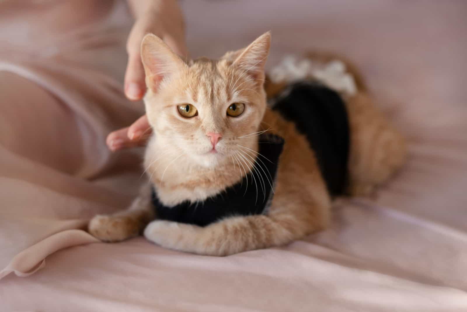 Postoperative bandage on a cat