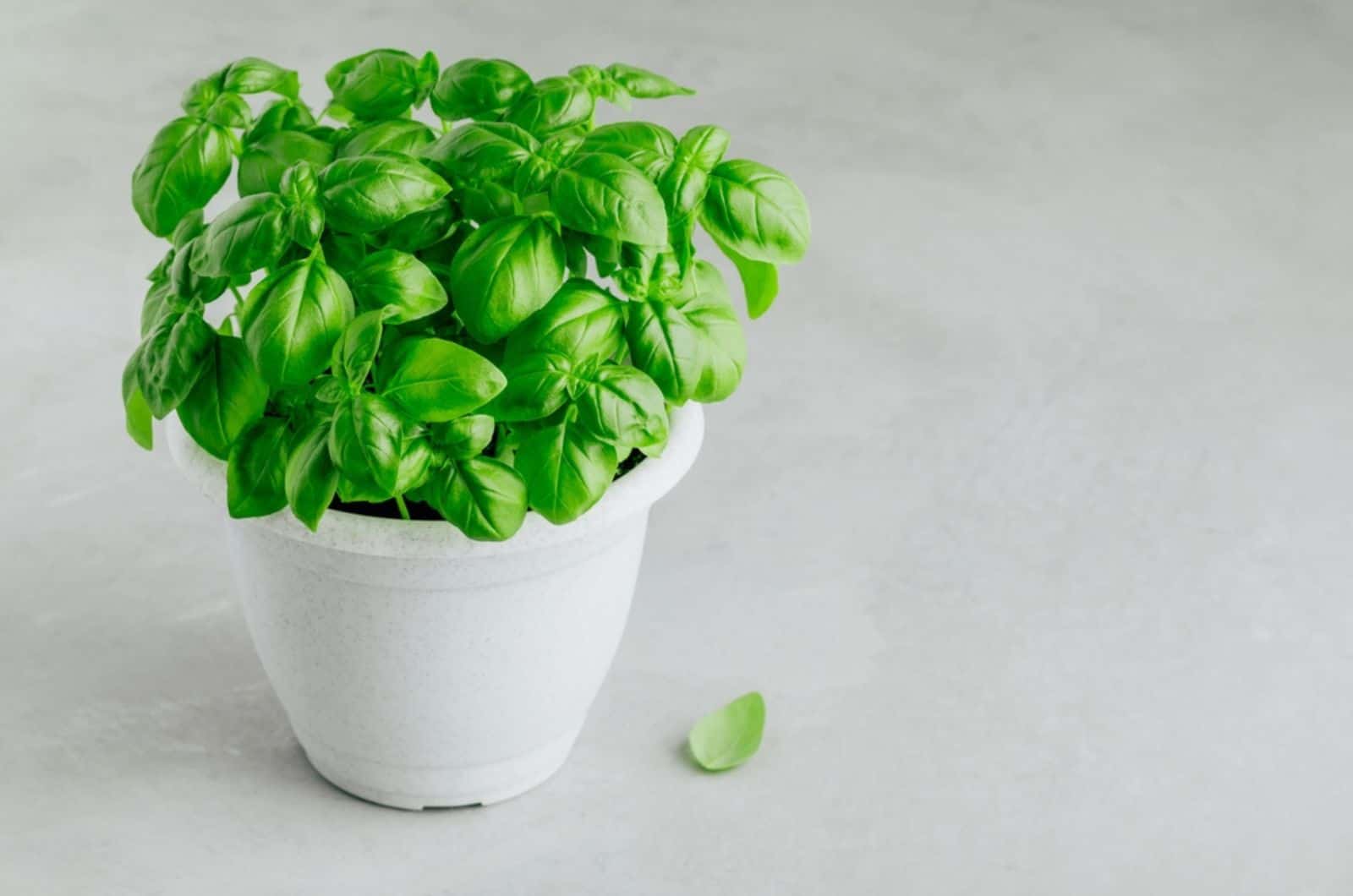 Pot with fresh green basil