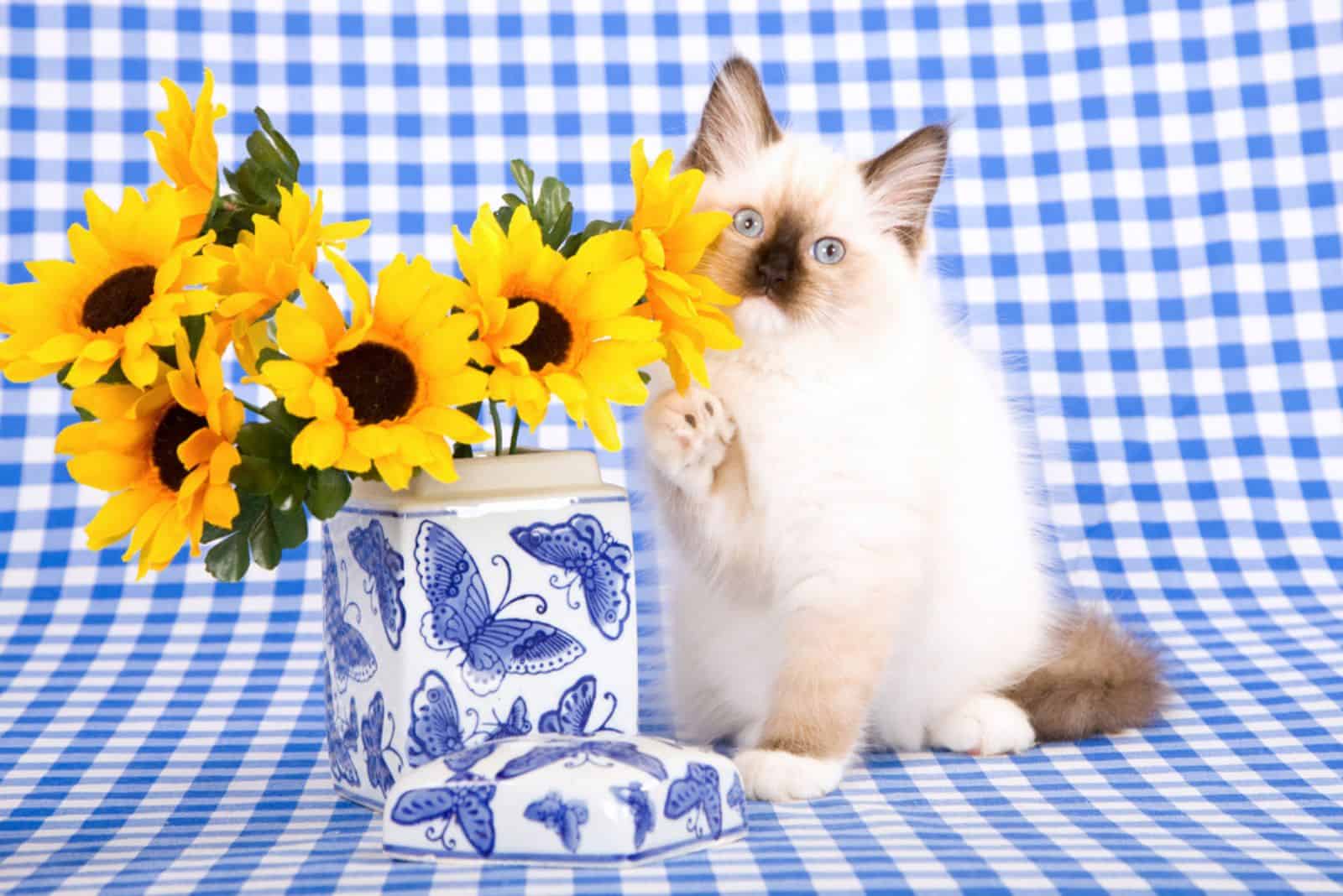 Pretty Ragdoll kitten with yellow sun flowers