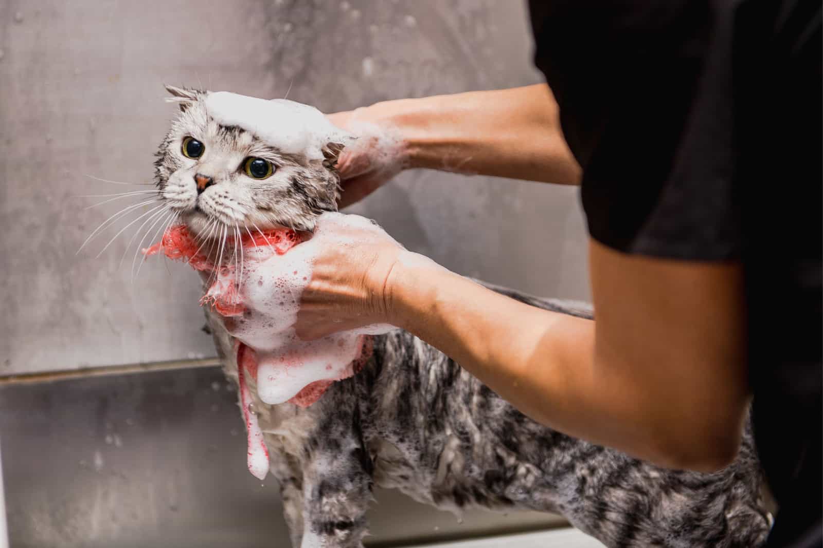 Professional cat grooming in the cabin