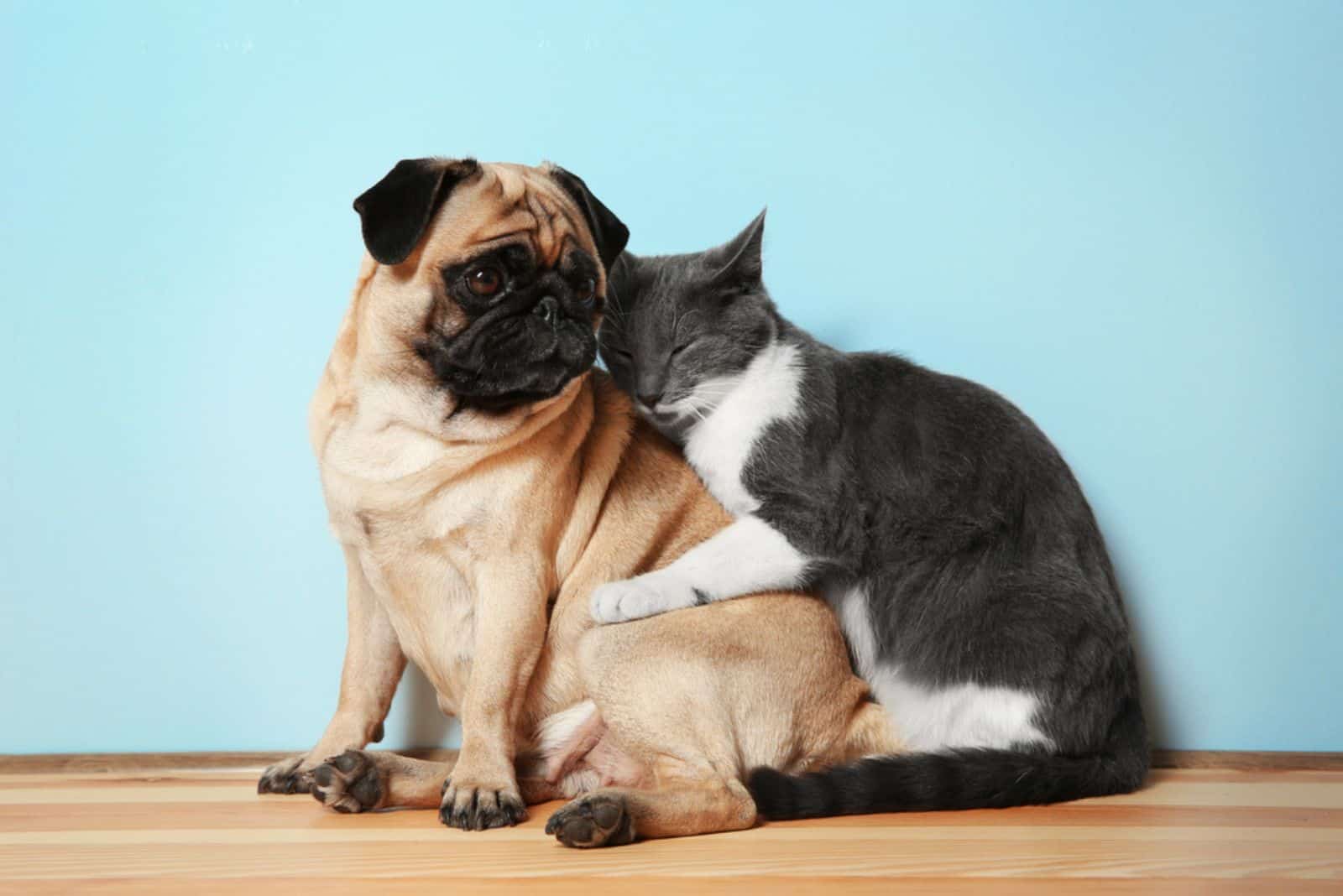 Pug with cat