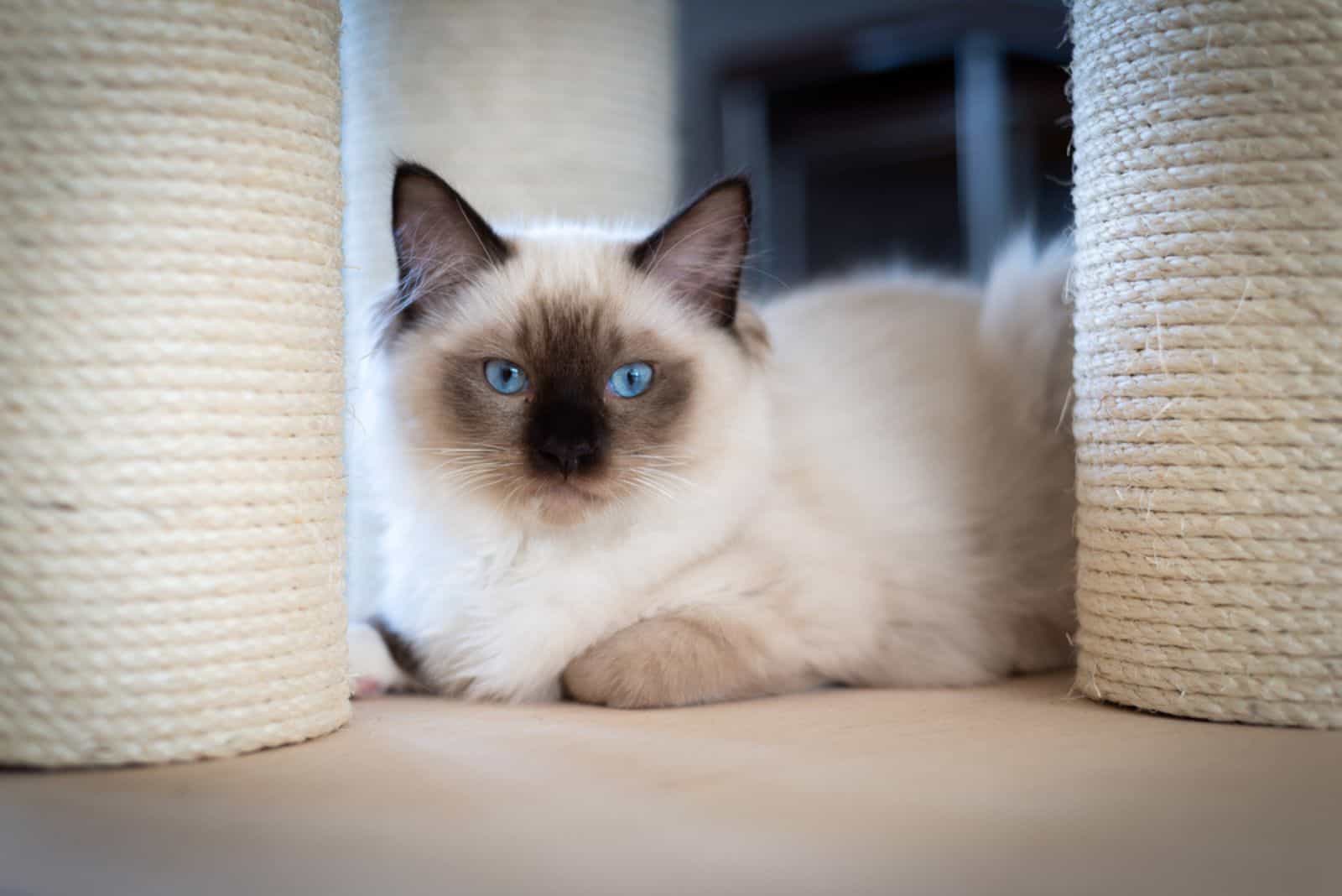 Ragdoll Cat