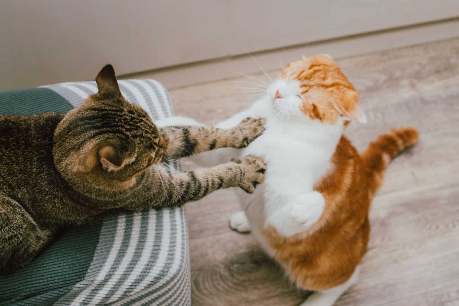 Red and gray cat play together in the apartment